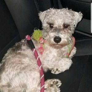 Meet your Posher, Sunny